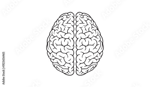 Human brain illustration for medical and educational use