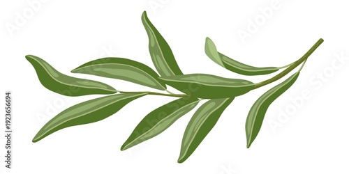 Olive branch vector illustration of tree leaves for nature food design. Green plant in cartoon style with botanical look. Great for Italian menu and Mediterranean cuisine template or organic graphic.