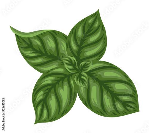 Basil leaf vector food illustration top view for market design. Herbal ingredient in cartoon doodle style for vegetable menu. Healthy fresh plant for cooking template or mediterranean cuisine element.