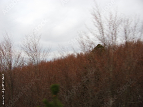 Wide Winter Woodland Background with Bare Tree Canopy,