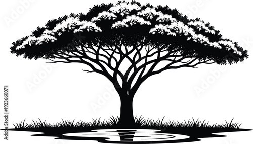 Umbrella tree silhouette illustration, wide canopy acacia tree with reflection, black nature vector artwork for landscape design, logo, print, and branding