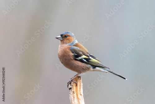 Φωτογραφία finch