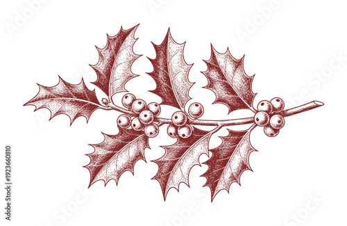 Holly branch with berries and thorny leaves vintage woodcut vector illustration