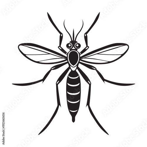 Aedes aegypti mosquito