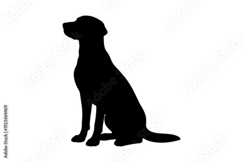 Silhouette of graceful greyhound dog standing against white background.