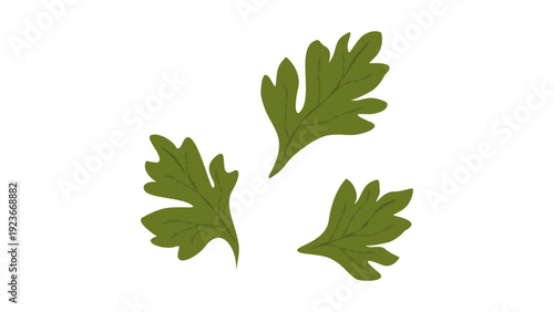 Flat Vector Illustration of Fresh Green Parsley or Cilantro Herb Leaves Isolated on White Background