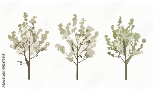 Kaido Crab Apple Tree Vector Illustration with Spring Blossoms and Ornamental Garden Design