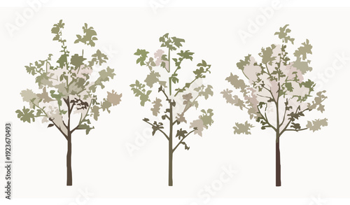 Blossoming Malus micromalus Kaido Crab Apple Trees Vector with Spring Flowers and Ornamental Foliage