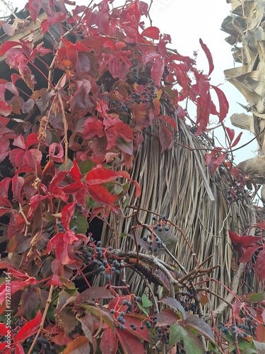 Palmenfotografie. Minimalistischer Ansatz. Tageslicht. Im Freien. Früchte von Palmen. Rotes Blattwerk. Üppige Vegetation. Tropische Szene. Ökologische Umgebung. Himmel mit Wolken. Windiges Wetter. 