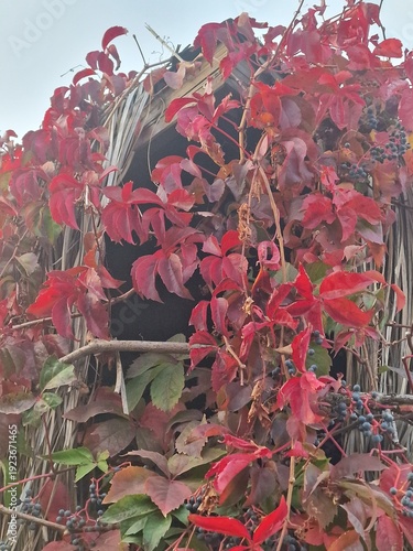 Palmenfotografie. Minimalistischer Ansatz. Tageslicht. Im Freien. Früchte von Palmen. Rotes Blattwerk. Üppige Vegetation. Tropische Szene. Ökologische Umgebung. Himmel mit Wolken. Windiges Wetter. 