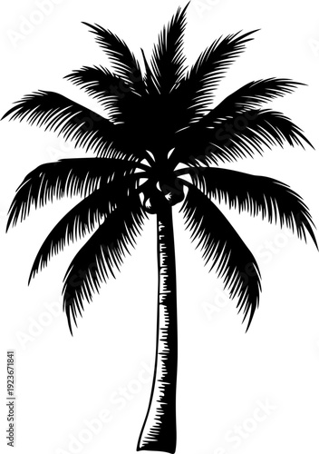 palm tree silhouette vector illustration