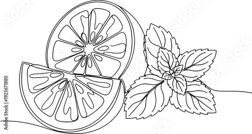 Elegant single continuous line illustration of vibrant citrus slices paired with refreshing mint leaves, embodying natural freshness and clean, healthy lifestyle design