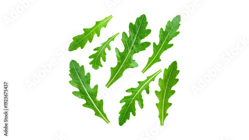 Flat Vector Illustration of Fresh Green Arugula Rocket Leaves Isolated on White Background