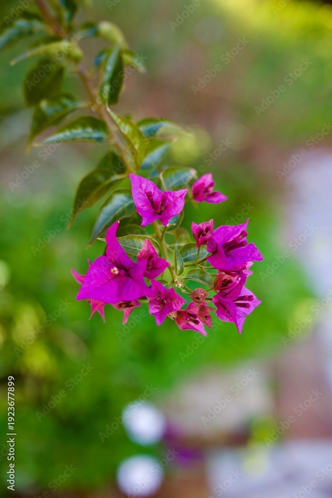 Fototapeta premium Flower