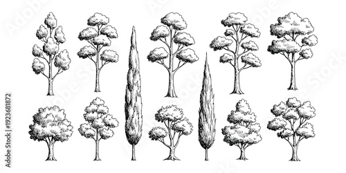 Hand-sketched collection of various trees in detailed black ink line art. vector set ideal for nature, landscape, botanical illustrations, maps, coloring books, or eco designs.