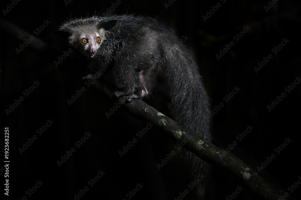 Fototapeta premium Unique Madagascar primate Aye-aye perched on a vertical branch in its natural nocturnal habitat
