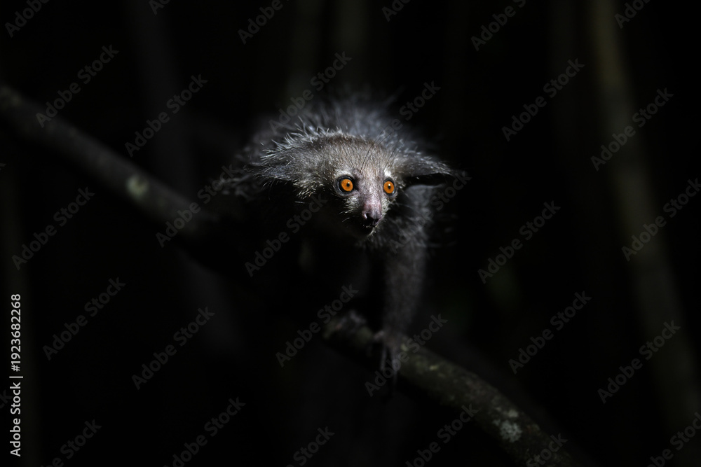 Obraz premium Endangered Aye-aye lemur clinging to a vertical trunk in the dense Madagascar jungle canopy