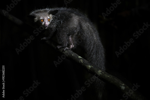 Unique Madagascar primate Aye-aye perched on a vertical branch in its natural nocturnal habitat
