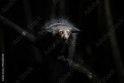 Endangered Aye-aye lemur clinging to a vertical trunk in the dense Madagascar jungle canopy