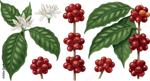 Botanical illustration of coffee plant with green leaves white flowers and ripe red coffee beans or cherries isolated set