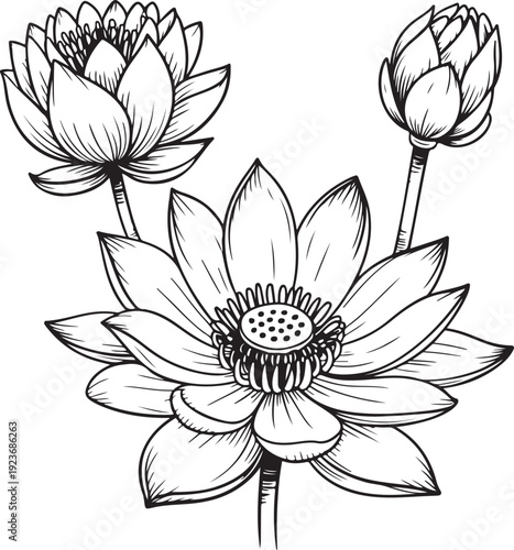 Beautiful hand sketched black and white outline lotus flowers and an unopened bud