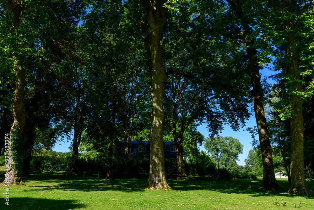 Fototapeta premium Expansive green lawn beneath towering trees casting deep shade, with dappled sunlight filtering through dense summer foliage in a tranquil park setting.