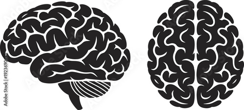 Human brain silhouette illustration showing lateral and superior views with detailed cortex folds and hemispheres, ideal for education, science, anatomy, neurology