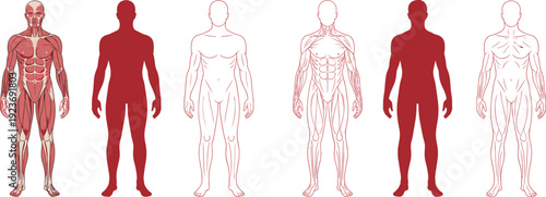 Vector illustration set of human muscular system in detailed anatomy, silhouette, and line-art styles, ideal for education, physiology, medical design, and creative projects