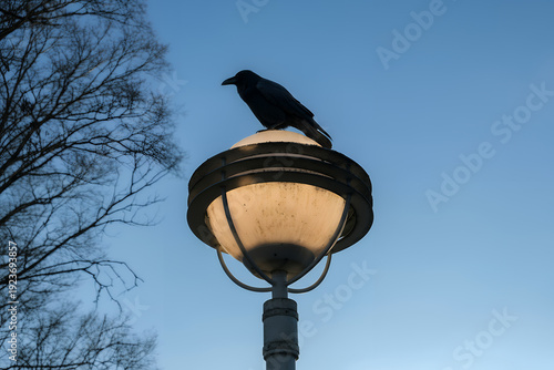 Ein Rabe auf einer beleuchteten Laterne