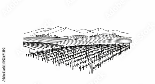 Rolling vineyard hills with distant buildings and mountains under a clear sky