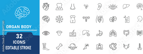 Human Organ Anatomy Line Icon Set – Medical Organs, Body Parts, Healthcare, Biology, Editable Stroke Vector Collection