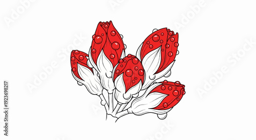Red flower buds with water droplets
