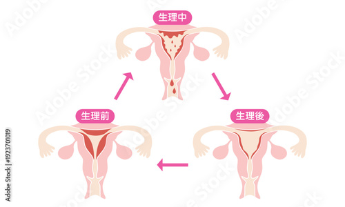 月経サイクルのイラスト｜女性の体の変化を示す図解（生理中・生理後・生理前）