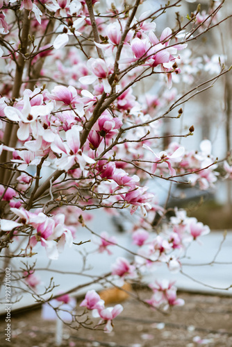 Blooming magnolia tree with pink flowers close up. Springtime background.