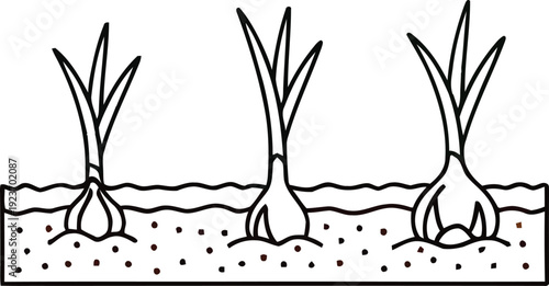 growing garlic bulbs in soil underground