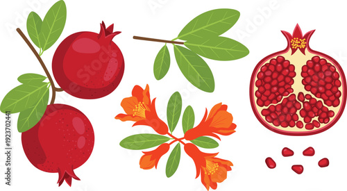 Pomegranate Fruit Vector Set with Whole and Cut Open Garnet, Seeds, Leaves, and Blossoms for Fresh Organic Food and Botanical Illustration Design
