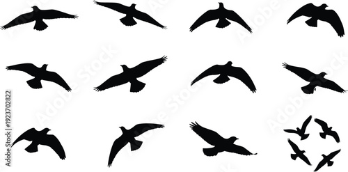Collection of black bird silhouettes in flight in various gliding and soaring poses isolated on white background for nature designsCollection of black bird silhouettes 