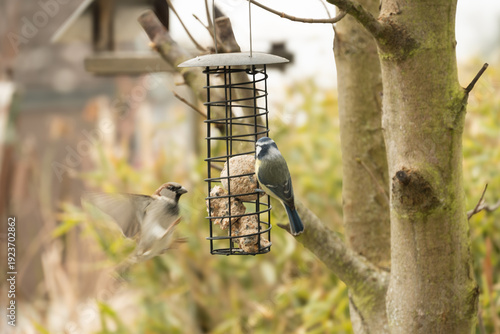 Bild auf Leinwand House sparrow and blue tit feeding together on a suet ball at a garden bird feed