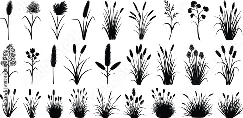 Collection of realistic wild grass and field plant silhouettes including meadow reeds and decorative stalks isolated on white background for natureCollection of 