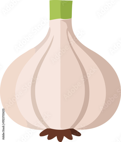 Whole garlic bulb with green stem and roots