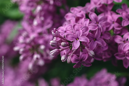 Close-up of bright lilac Vibrant Syringa flowers on a blurred background. Beautiful spring floral background