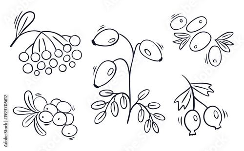 Set of vector hand drawn illustrations of autumn berries such as rose hips and rowan branches. Minimalist black and white line drawings for design, herbal tea packaging and natural decor
