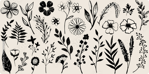 A collection of hand drawn botanical illustrations featuring various flowers and leaves