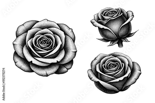 Dotted rose bloom. A rose bloom object is shown in three views: front-facing open view, side view showing petal depth, and three-quarter view, focusing on