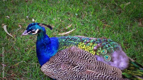 close up of beautiful peacock