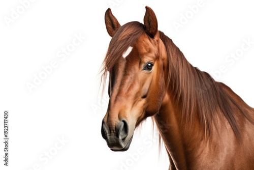 Horse stallion mammal animal.