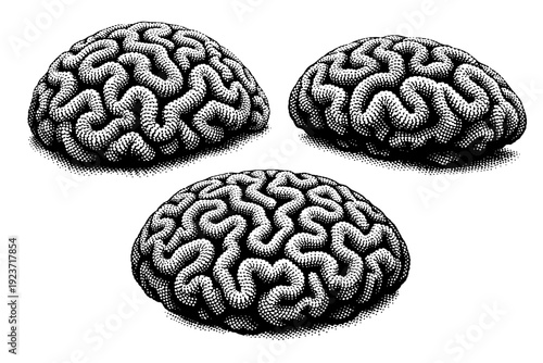 Coral structure brain coral form depicted as one continuous coral object displayed in three distinct angles highlighting rounded ridges and