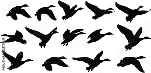 Collection of black wild duck silhouettes in various flying and gliding poses isolated on white background for hunting and nature designsCollection of black wild duck 