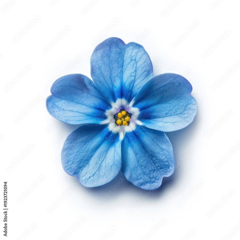 Obraz premium Vibrant blue flower macro