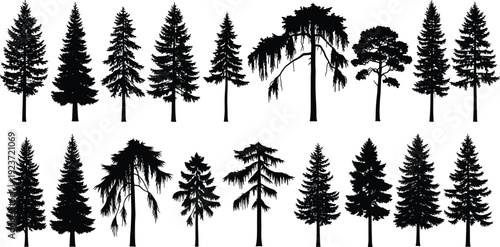 Set of realistic evergreen conifer tree silhouettes including pine fir spruce and cedar isolated on white background for nature forest landscapesSet of realistic evergreen 